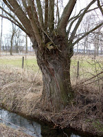 Garten-anders: Kopfweiden jetzt stecken / Wie züchte ich einfach und ...
